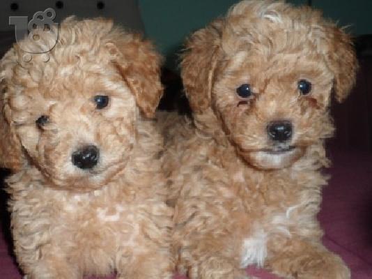 Caniche Κανίς toy καθαρόαιμα